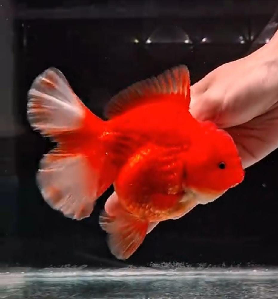 oren merona, cantik sekali