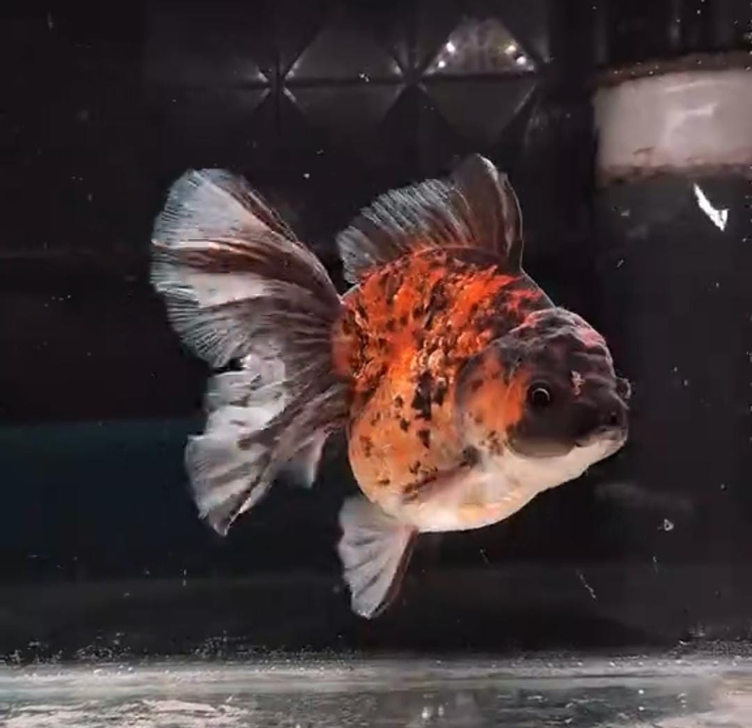 Big  size motif tiger