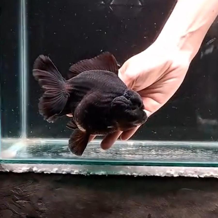 Big size dan long tail