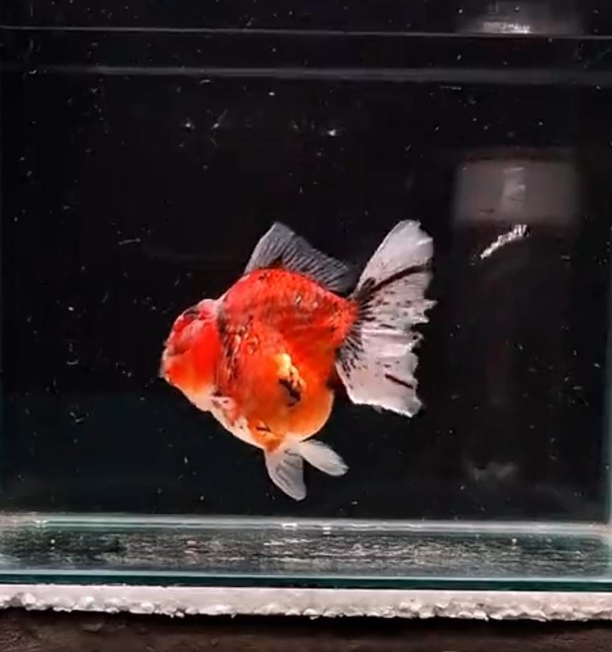 Big size dan long tail