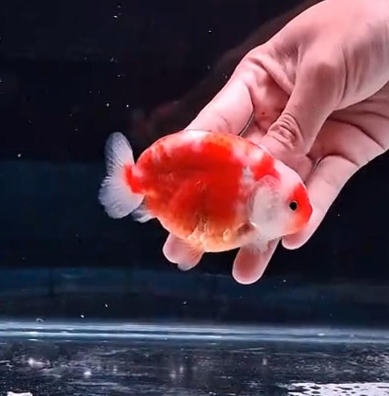 Gloria ranchu, cantik