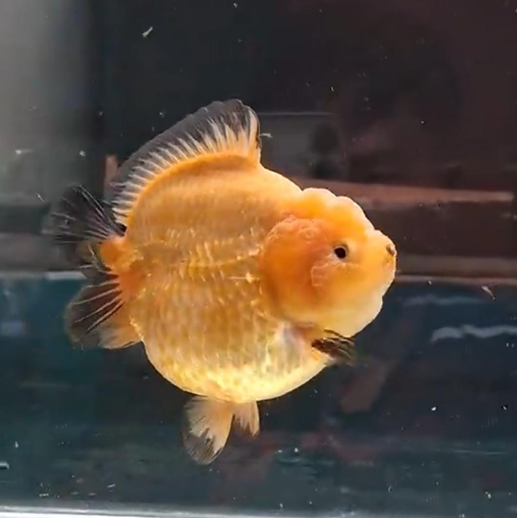 Short tail, warna gold cantik